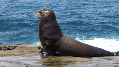 Moment California beachgoers rush to escape charging sea lion