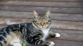 Deadly COVID Strain Killing Cats in Cyprus and the UK