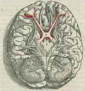 Optic chiasm