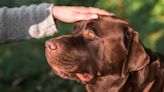 Cómo aliviar la tos en perros: Consejos y tratamientos efectivos