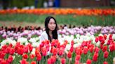 Holland orders 547K tulip bulbs in preparation for Tulip Time 2024