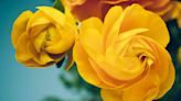 9 Vibrant Yellow-Flowering Plants For a Happy, Sunny Garden