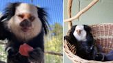 Phoenix Zoo mourns loss of beloved marmoset, Posh