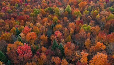 Fall is almost here. Map shows foliage forecast across the U.S.