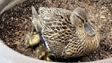 Ducklings hatch after duck set up shop at Promenade Shops in Upper Saucon