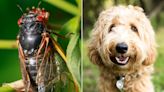 Are Cicadas Dangerous to Pets? Expert Advice on Preparing Dogs and Cats for Spring's Cicada Emergence