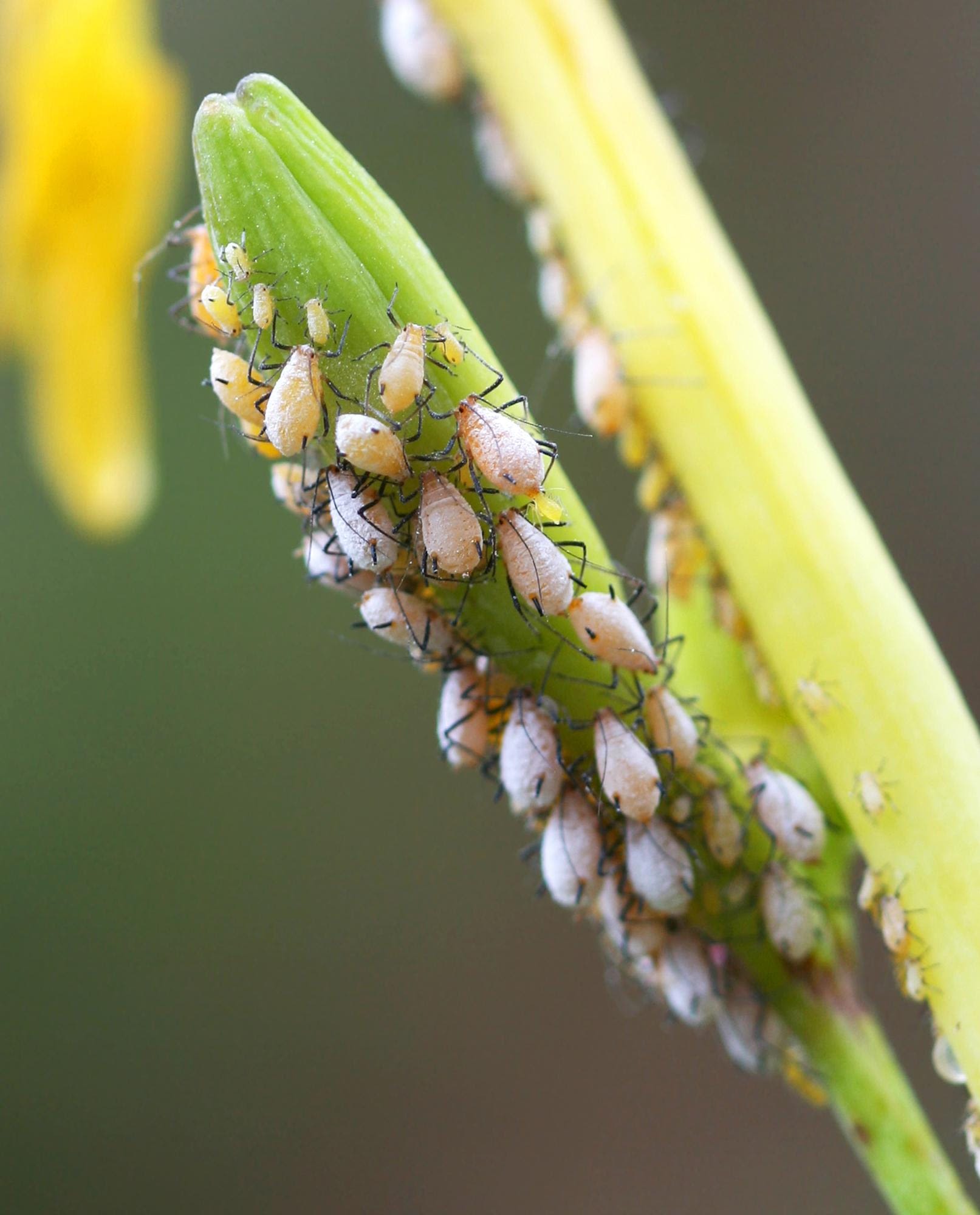 Aphids in your garden? Here is what to know