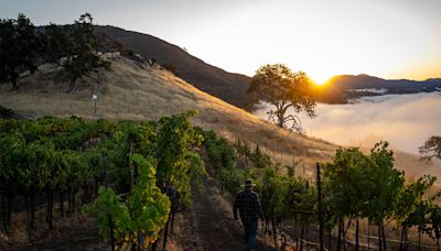 One of Sonoma’s Best Wineries Just Dropped a Stellar New Label