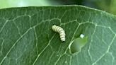 The number of monarch butterflies and other Wisconsin pollinators are falling. Here's why