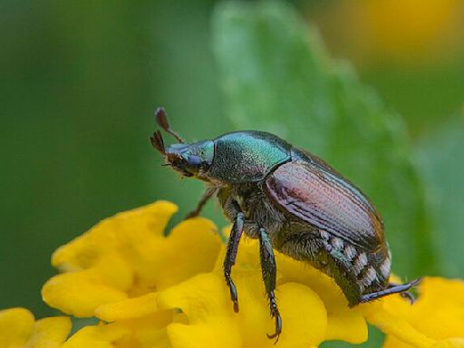 Say sayonara to Japanese beetles: How Nebraskans can get rid of the pest