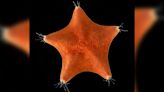 Starfish bodies aren’t bodies at all, study finds