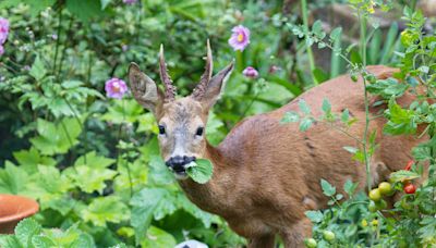 Do Deer Eat Tomato Plants? 5 Ways to Protect Your Harvest