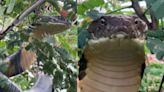 WATCH: 12-foot King Cobra spotted in a tree in Karnataka; daring rescue goes viral