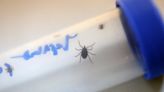 Man dies after contracting Ebola-like tick-borne disease in Spain