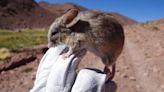 環境如火星一樣惡劣 南美6千米高山發現「老鼠木乃伊」