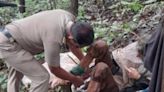 Shepherd heard American woman cry in Maharashtra forest; found her tied to tree with iron chain