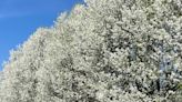 Bradford pears may be pretty, but they're invasive and smell awful. MA moves to ban them