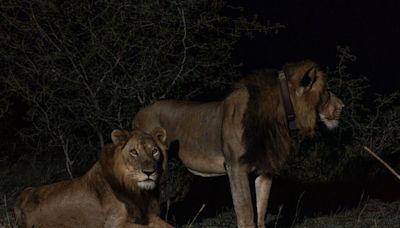 Uganda: Lion with three legs and brother make world record 1.5km swim to find mates