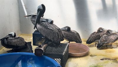 Sick pelicans showing up in Monterey and Santa Cruz County – KION546