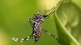 Identificaron un compuesto que puede actuar contra el dengue y Zika