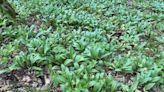 Harvesting Ramps At The End Of The Season - West Virginia Public Broadcasting