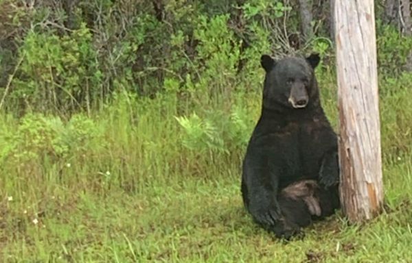 Florida bear 'clearly not in the mood for pictures' becomes stressed with selfie-takers, deputies say