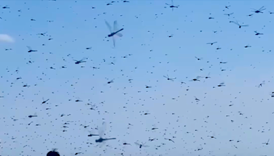 Swarm of dragonflies sends beachgoers running for cover