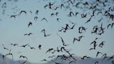 How bats pick out their own calls when flying in enormous swarms