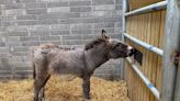 Four donkey foals born after abandoned mares thrive in sanctuary home