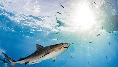 Tiger Sharks Spotted Near Easter Island