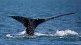 Crews to attempt rescue of entangled North Atlantic right whale in St. Lawrence | CBC News