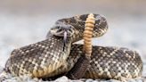 Calif. Man Opens Package in Mail and Finds Live Rattlesnake — And His Family in Fla. Got Similar Parcel