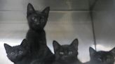 Pet of the Week: Find out how to adopt cats The Little Rascals as a family