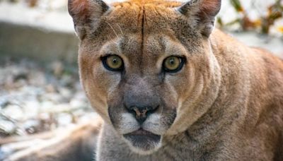 New mountain lion rules are wise. More are needed