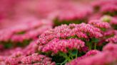 C’est LA plante immortelle à avoir, qui va fleurir même en pleine canicule et sans eau