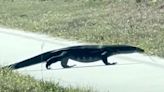 Invasive Lizard ‘Around 5 Feet Long’ Spotted Off Road in Florida