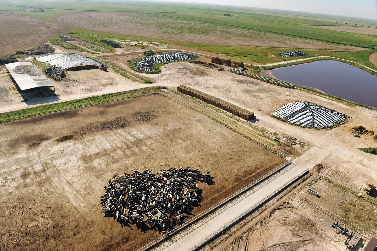 How Bird Flu Slipped Past High-Tech Texas Dairy Farmers