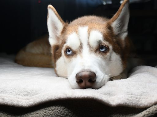 Husky’s Bold Protest Over New Dog Bed Is Cracking Everybody Up