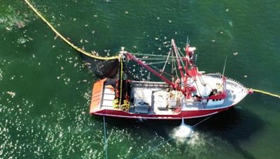 Quieren evitar ecocidio en Bahía de los Ángeles y el Golfo de California