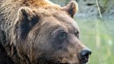 Grizzly Bear Falls Asleep in Creek While Blowing the Cutest Bubbles