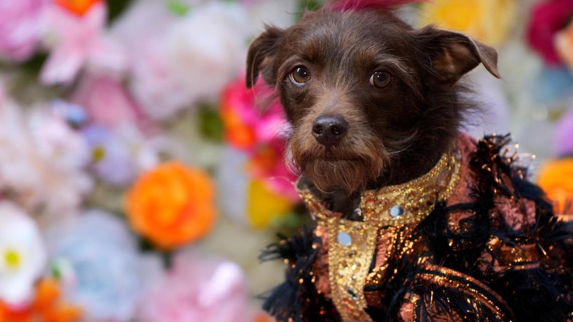 PHOTOS: At the Pet Gala, fashion goes to the dogs