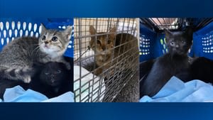 4 more kittens, mom found at Kennywood