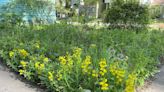 Sask. green thumbs offer tips on how to ditch the lawn and grow food in your front yard