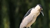 Rare black crowned night heron takes a break on a marina sign