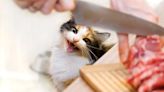 My Pet World: Cat’s early morning yowling for food is difficult for pet parents