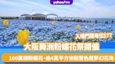 大阪舞洲粉蝶花祭開催！100萬棵粉蝶花、逾4萬平方米粉藍色超夢幻花海 入場門票每位$77（附購買連結）