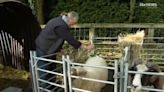 Watch: British farmers using Axe body spray to keep rams from fighting