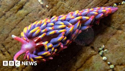 'Beautiful' colourful sea slug found in Wembury rock pool