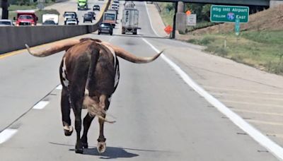 Witness: The runaway longhorn picked the latch on the trailer and escaped on I-83