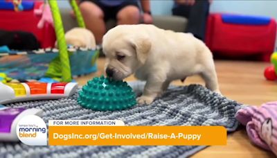Dogs Inc. Looking for Volunteer Puppy Raisers